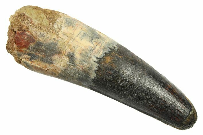 Real Fossil Spinosaurus Tooth - Huge Dinosaur Tooth #268876